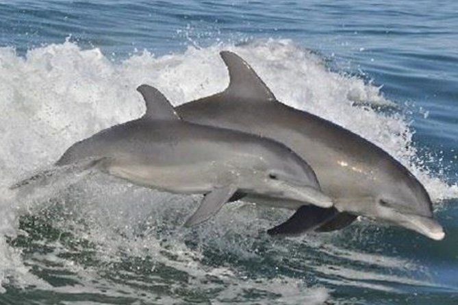 Big Fun Dolphin Cruise & Sealife Experiece ORANGE BEACH ALABAMA - Leaving Bayou Road for Two Hours on the Water