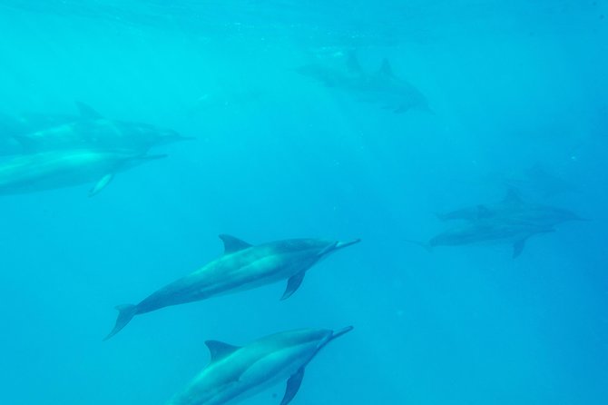 Big Island: Captain Cook Snorkel On A Power Catamaran With Lunch - What the $85 Price Really Buys You