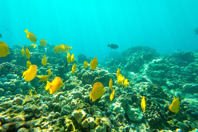 Big Island: Captain Cook Snorkel On A Power Catamaran With Lunch - Who Will Enjoy This Tour Most