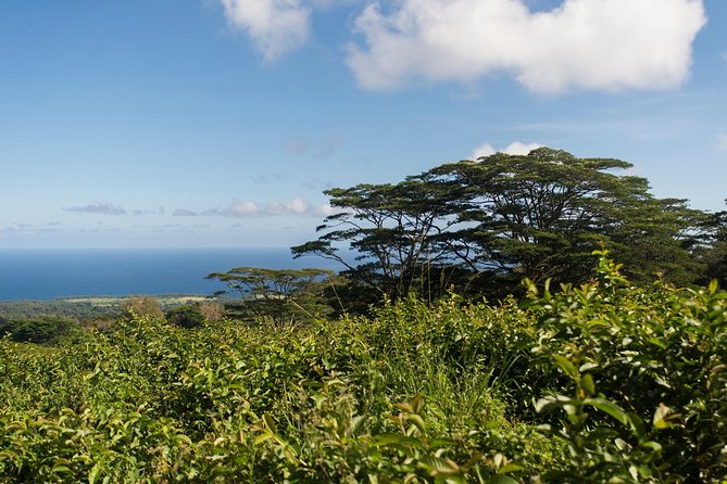 Big Island Kohala Canopy Zipline Adventure - A Family Adventure With Firm Limits