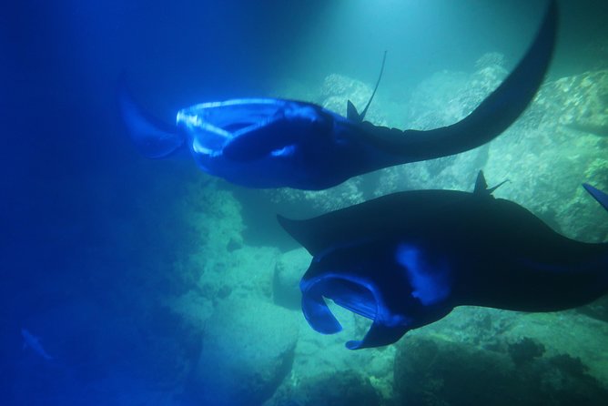 Big Island: Kona Manta Ray Snorkel Tour in Keauhou Harbor - Why Kona’s Night Manta Snorkel Is Special