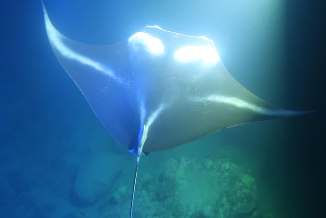 Big Island: Kona Manta Ray Snorkel Tour in Keauhou Harbor - Floating Beside the 150,000-Lumen Light Board