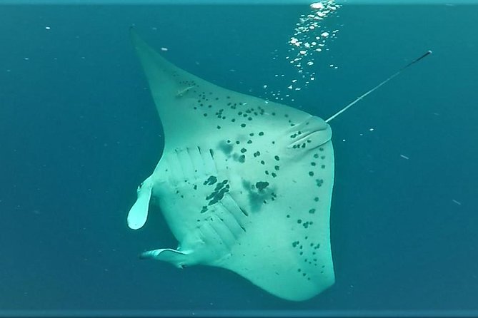 Big Island: Kona Manta Ray Snorkel Tour in Keauhou Harbor - What You Might See in the Dark Water