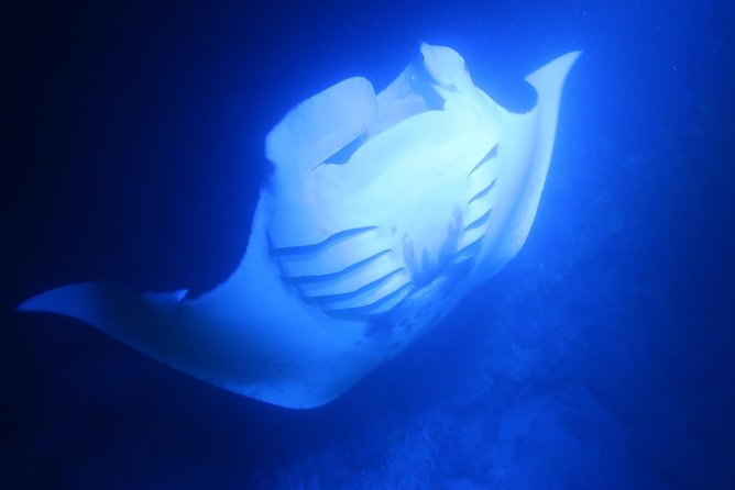 Big Island: Kona Manta Ray Snorkel Tour in Keauhou Harbor - Group Size and the Feel of the Experience