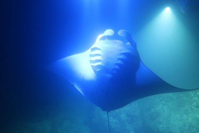 Big Island: Kona Manta Ray Snorkel Tour in Keauhou Harbor - The Biggest Issue: Delays and Schedule Changes