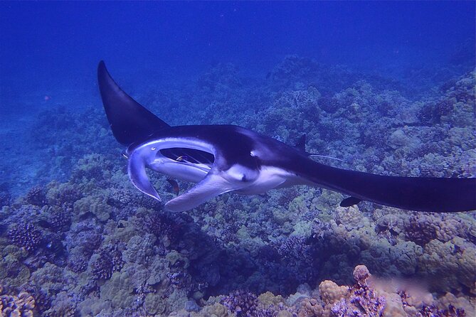 Big Island Manta Ray Night Snorkel - Getting ready with wetsuit tops and flotation gear