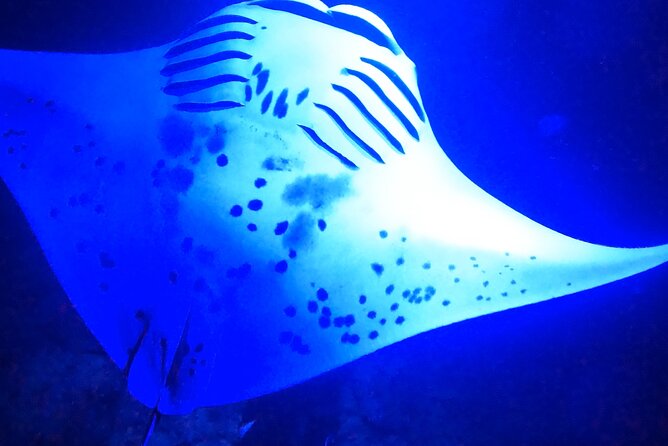 Big Island: Manta Ray Night Snorkeling Adventure in Kailua-Kona - The physical side of the experience