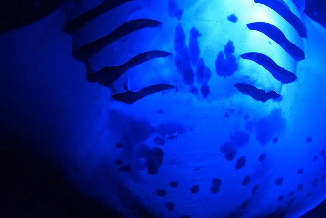 Big Island: Manta Ray Night Snorkeling Adventure in Kailua-Kona - The ride back under the stars