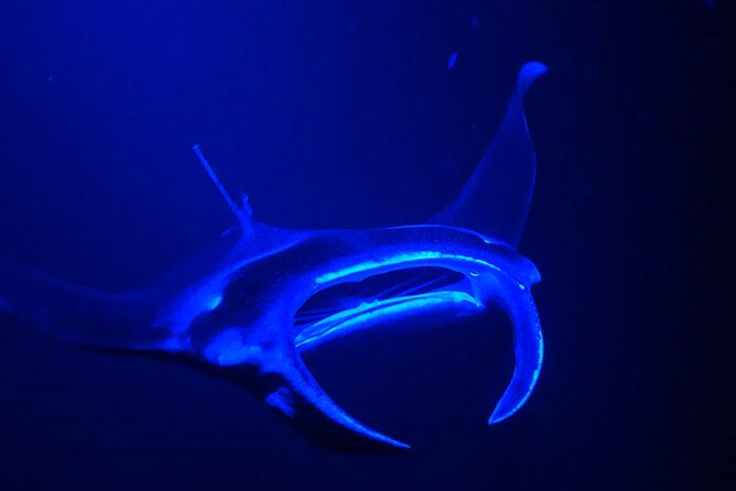 Big Island: Manta Ray Night Snorkeling Adventure in Kailua-Kona - Safety, comfort, and who should go