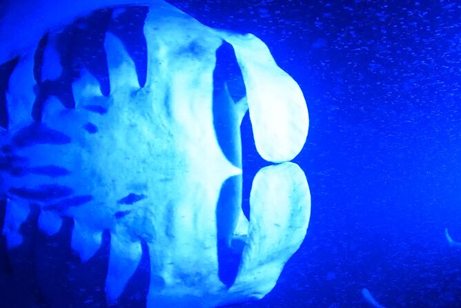 Big Island: Manta Ray Night Snorkeling Adventure in Kailua-Kona - What the $75 price includes