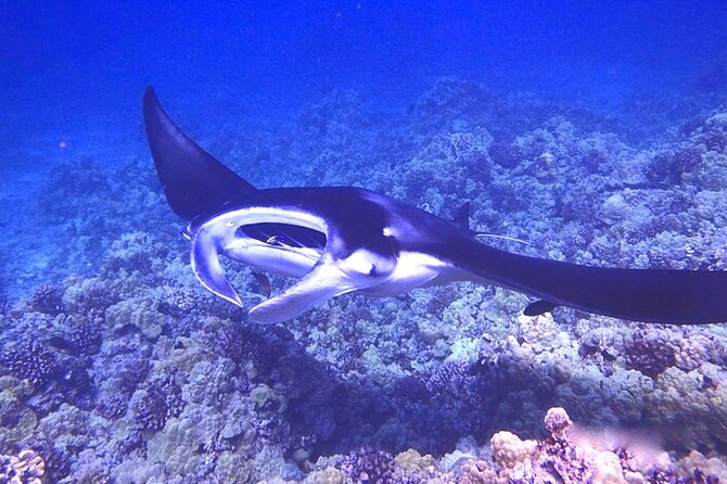 Big Island: Manta Ray Night Snorkeling Adventure in Kailua-Kona - Booking and cancellation details
