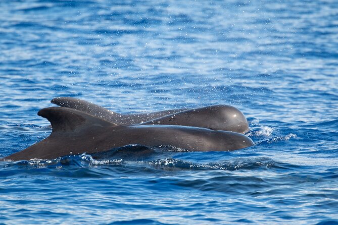 Big Island: Pelagic Whale Watch Tour - Offshore waters and the pelagic bonus