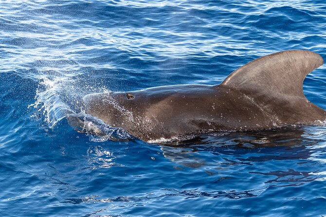 Big Island: Pelagic Whale Watch Tour - The guides make the difference