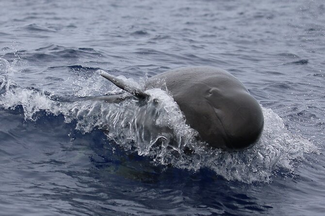 Big Island: Pelagic Whale Watch Tour - What the $129 price really buys