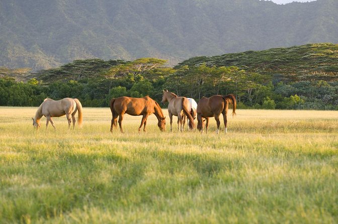 Big Island Waterfalls Tour with Swimming and Botanical Garden - The highlights at a glance