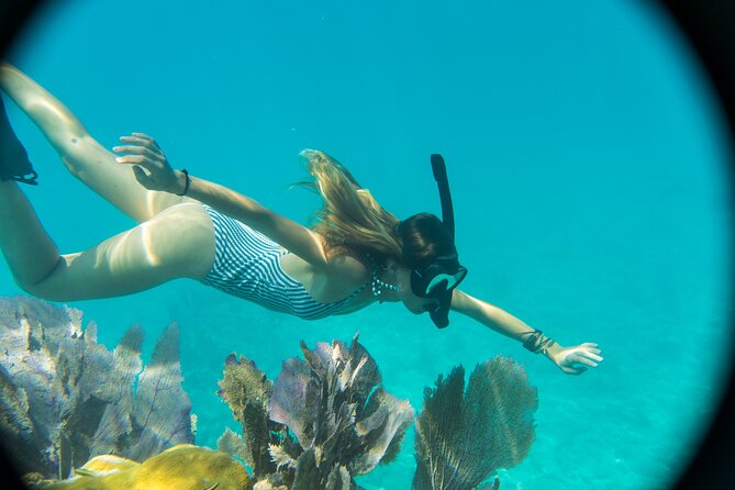 Biologist Owned & Operated: Dolphin Watching & Guided Snorkeling - What the crew adds to the experience