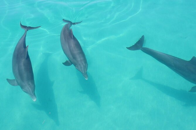 Biologist Owned & Operated: Dolphin Watching & Guided Snorkeling - Weather and water conditions deserve attention