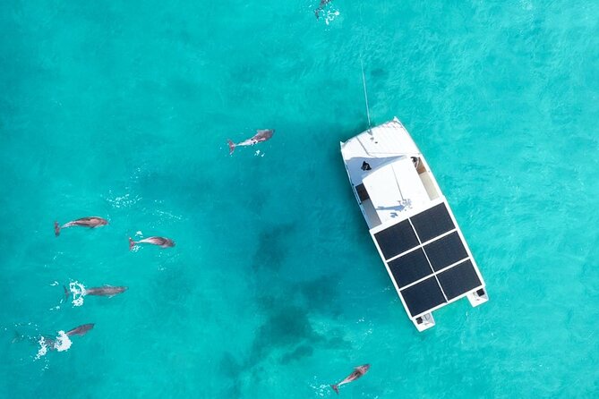 Biologist Owned & Operated: Dolphin Watching & Guided Snorkeling - Searching for bottlenose dolphins in the wild