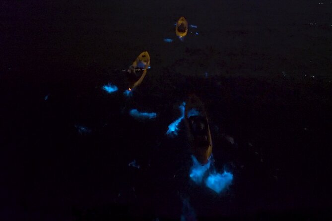 Bioluminescence Kayak Tour - Winter comb jellies at your fingertips