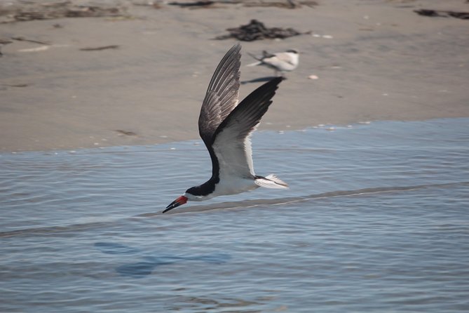 Birding By Boat on the Osprey - Key things to know before boarding