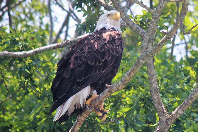 Birding By Boat on the Osprey - Starting at 1212 Wilson Drive
