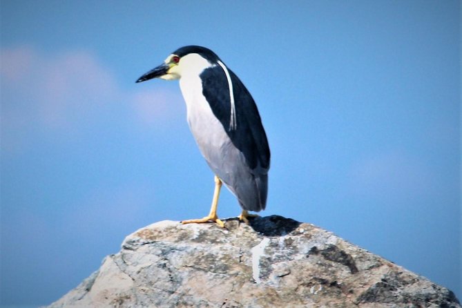 Birding By Boat on the Osprey - A good choice for beginners and mixed groups