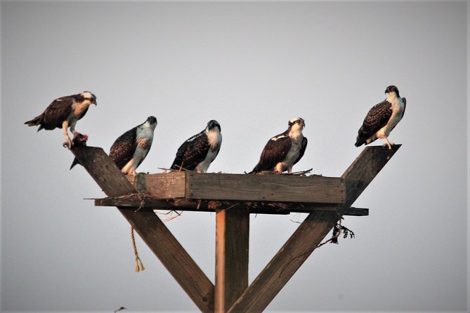 Birding By Boat on the Osprey - Is the $38 price fair?