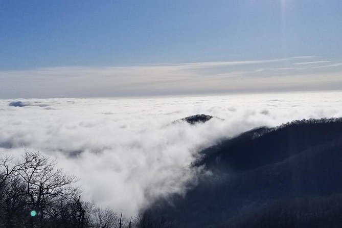 Blue Ridge Parkway Waterfalls Hiking Tour from Asheville - Forest plants, wildlife, and seasonal color