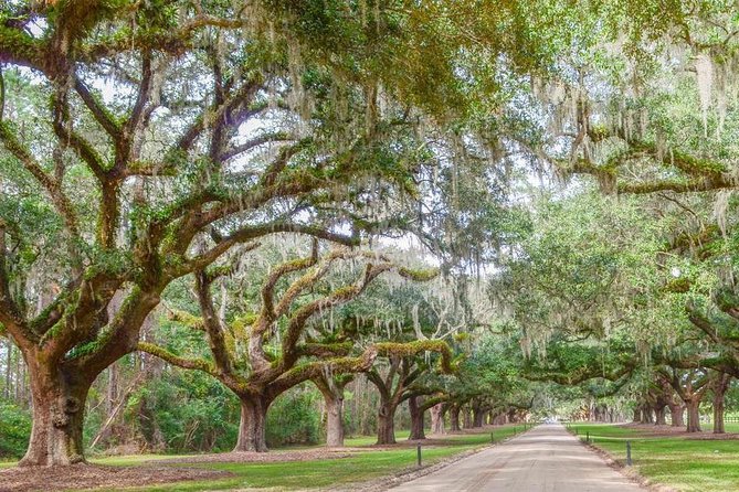 Boone Hall Plantation All-Access Admission Ticket - Gardens, wildlife, stables, and the gin house