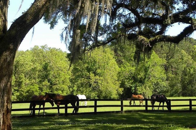 Boone Hall Plantation All-Access Admission Ticket - What the guides add to the day