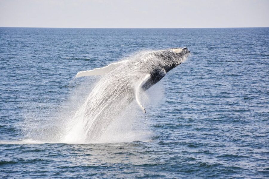 Boston: City Cruises Whale Watching Cruise - Booking advice for the best day