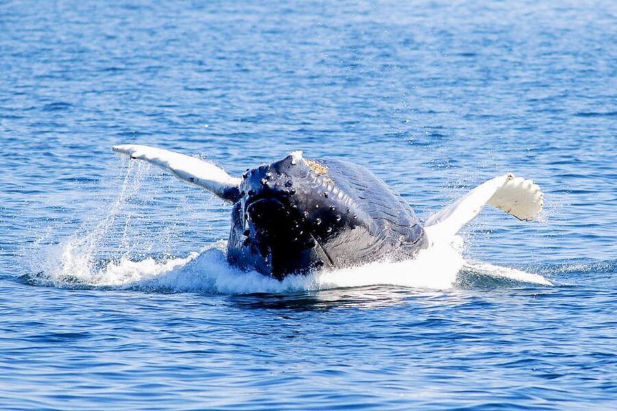 Boston: City Cruises Whale Watching Cruise - Finding a good viewing position onboard