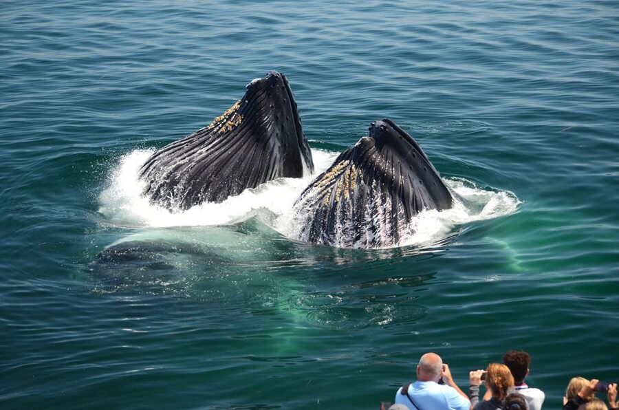 Boston: City Cruises Whale Watching Cruise - What the naturalists add to the experience