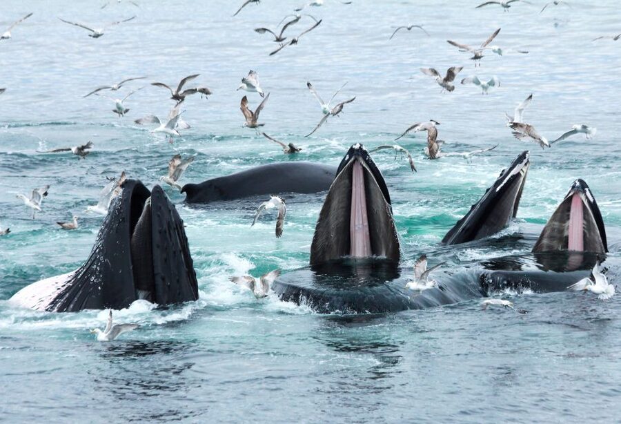 Boston: City Cruises Whale Watching Cruise - Handling wind, waves, and motion sickness