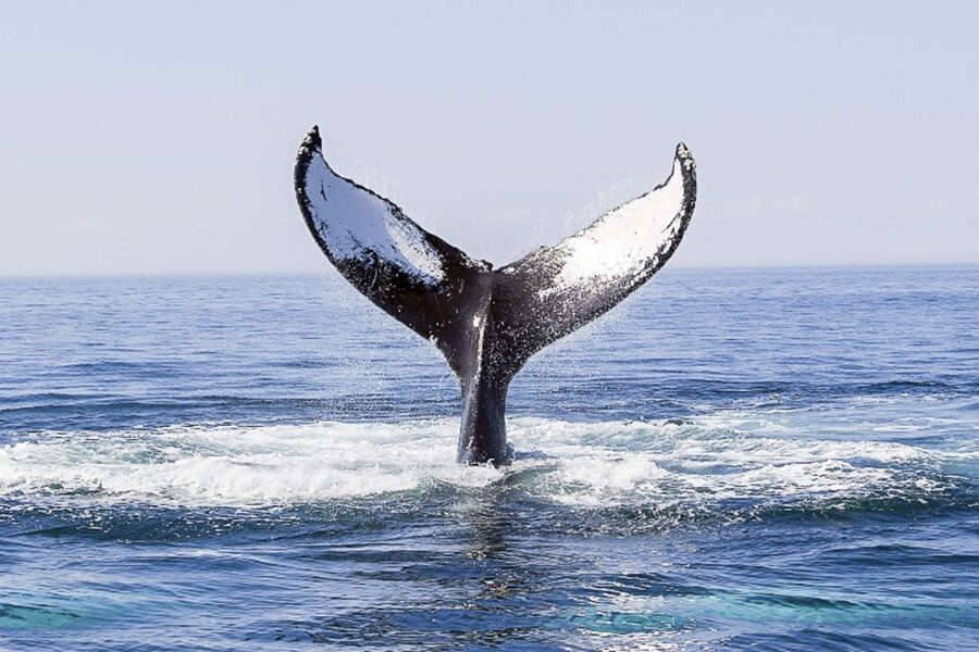 Boston: City Cruises Whale Watching Cruise - Who will enjoy this Boston cruise most?