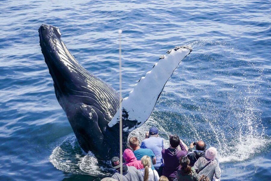 Boston: City Cruises Whale Watching Cruise - Passing Castle Island and Boston Harbor Islands