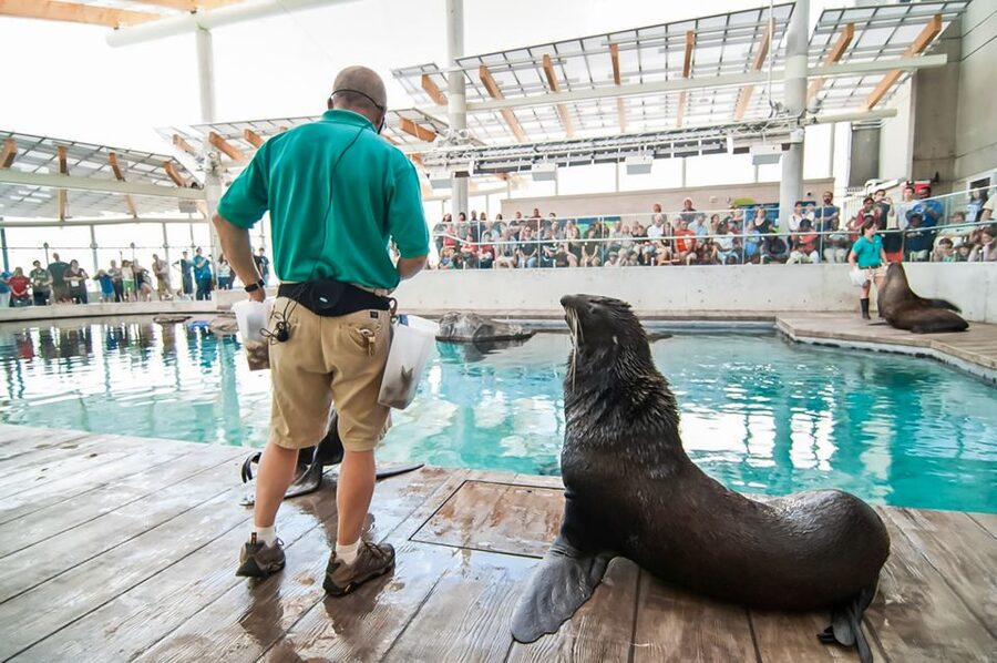 Boston: New England Aquarium Entry + Optional Simons Theatre - Who will enjoy this Aquarium most?