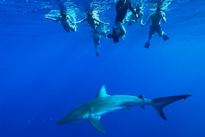 Cage-Free Shark Swim from Oahu - Leaving Haleiwa for the North Shore