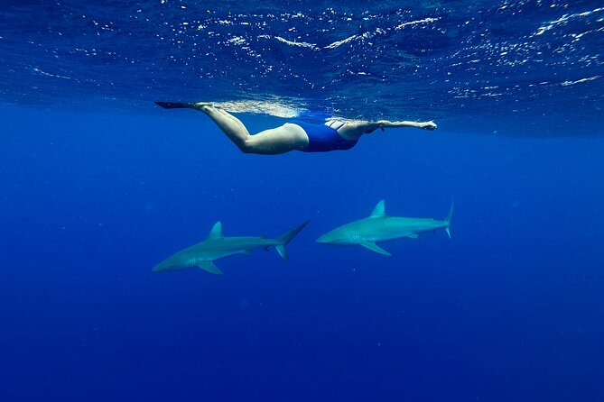 Cage-Free Shark Swim from Oahu - Thirty minutes face to face with sharks