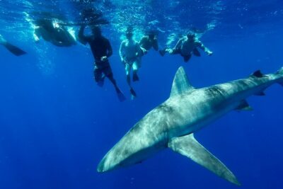 Cage-Free Shark Swim from Oahu