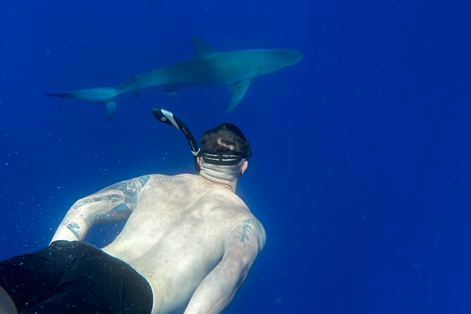Cage-Free Shark Swim from Oahu - Why the small group matters