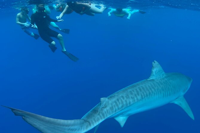 Cage-Free Shark Swim from Oahu - Equipment, photos, and what you need to bring