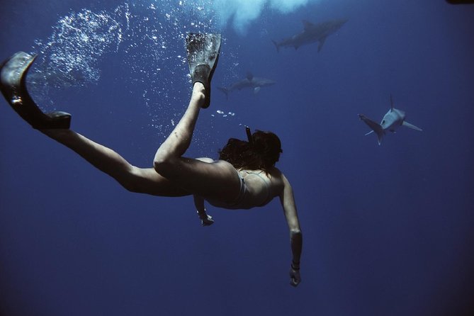 Cage-Free Shark Swim from Oahu - Is $135 a fair price?