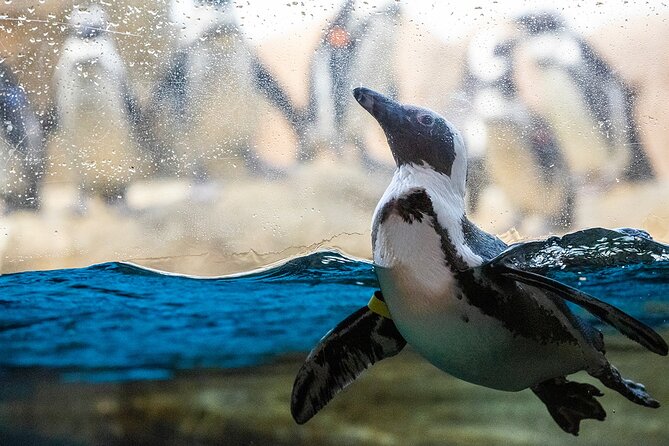 California Academy of Sciences General Admission Ticket - Public programs make the timing worthwhile