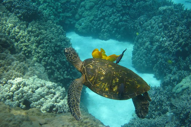 Captain Cook Snorkel Tour with Sea Caves and Lava Tubes - Is $89 a good value?