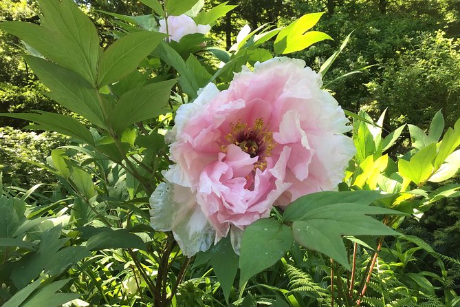 Central Park Guided Walking Tour - Who should book this Central Park walk?