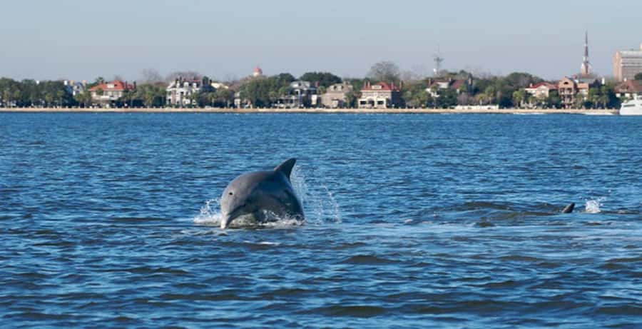 Charleston: Daytime or Sunset Historic Harbor Cruise - Key things to know before you go