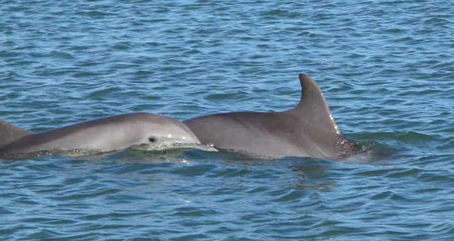 Charleston: Daytime or Sunset Historic Harbor Cruise - Fort Sumter and Charleston’s military story