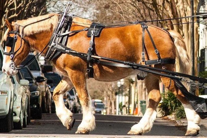 Charleston's Historic Residential Horse and Carriage Tour - Meeting the horses at 20 Anson Street