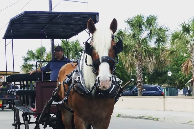 Charleston's Historic Residential Horse and Carriage Tour - The guide can make or break the hour